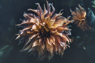 Close-up of wilted flower against black background