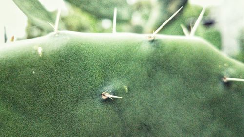High angle view of crab in grass