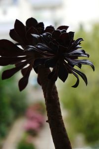 Close-up of flower against sky