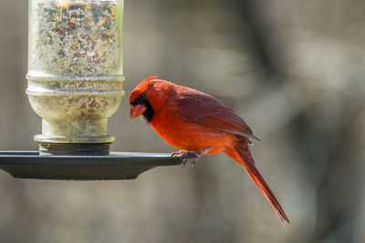 Close-up of bird perching on feeder