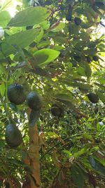 Low angle view of fruits hanging on tree