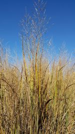 Plants growing in field