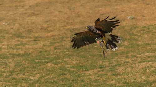 Bird flying over a field
