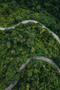 High angle view of road amidst trees in forest