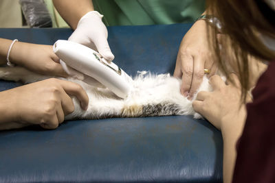 Cropped image of female veterinarian examining cat on examination table