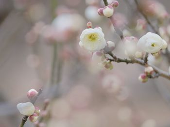 Close-up of cherry blossom tree