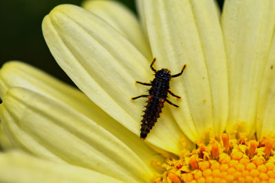 Close-up of insect on yellow flower