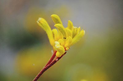 Close-up of yellow flower