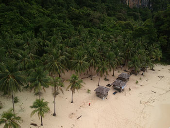 High angle view of palm trees on beach