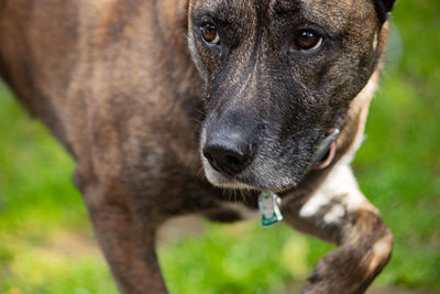 Close-up of dog looking away