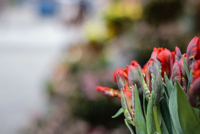 Close-up of red flowering plant