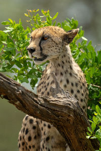 Close-up of female cheetah sitting by branch