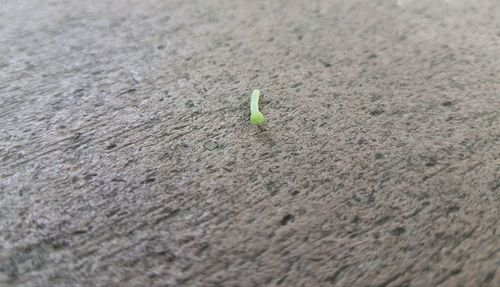 High angle view of insect on sand