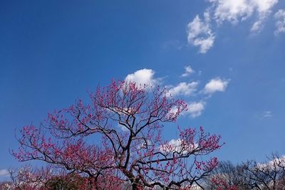 Low angle view of flowers against blue sky