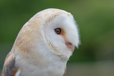 Head shot of a barn owl with a green background