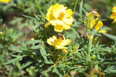 Close-up of bee pollinating on yellow flower