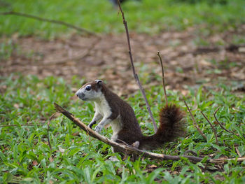 Close-up of lizard on grass