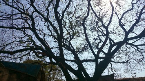 Low angle view of bare trees against sky