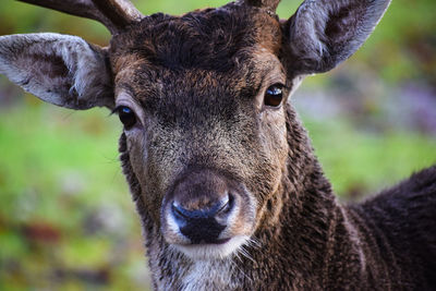 Close-up portrait of deer