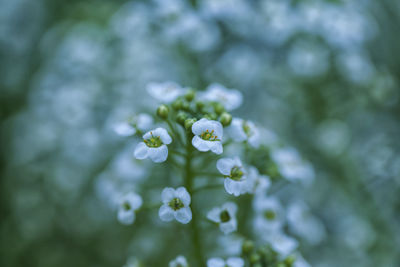 Close-up of white flowering plant