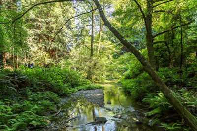 View of stream amidst trees in forest