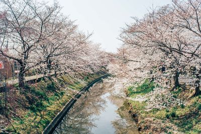 Cherry tree by river against sky