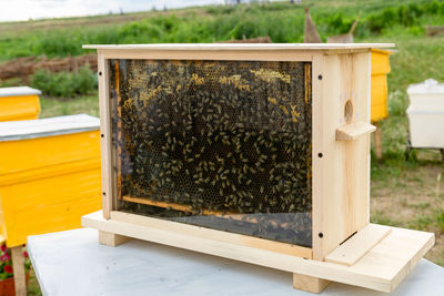 Honey bees. honey bee hive with comb honey and wax in a display behind glass.