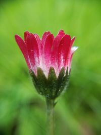 Close-up of wet red flower blooming outdoors