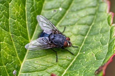 Close-up of butterfly on leaves