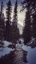 Trees in forest during winter