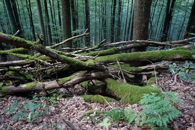 Trees growing in forest