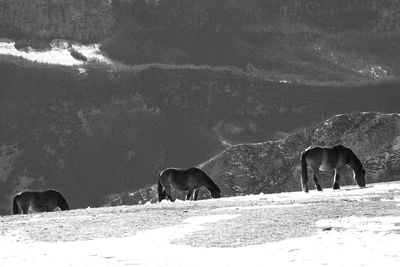 Horses grazing in a field