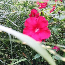 Close-up of red flowers