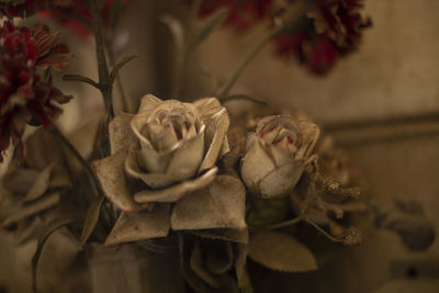 Close-up of rose plant