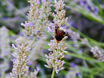 Close-up of bee on purple flowers