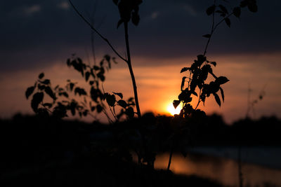 Close-up of silhouette plants on field against sky during sunset