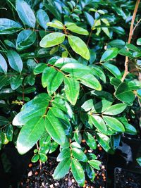 High angle view of leaves on plant