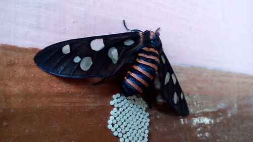 Close-up of butterfly