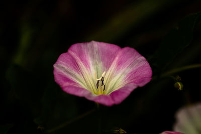 Close-up of pink flower