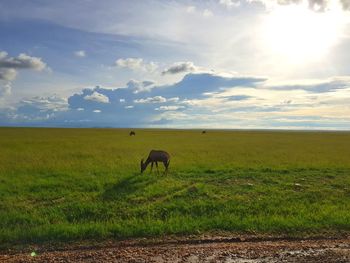 Horse grazing in field