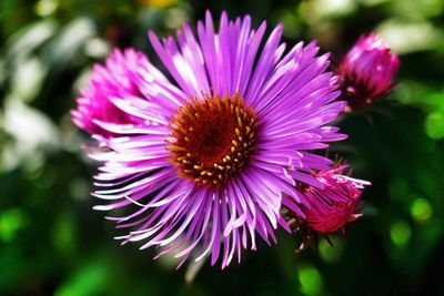 Close-up of purple flower blooming outdoors