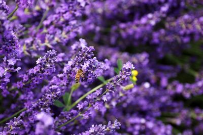 Close-up of purple flowering plants