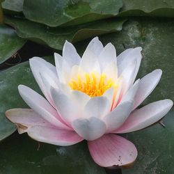 Close-up of lotus water lily in pond