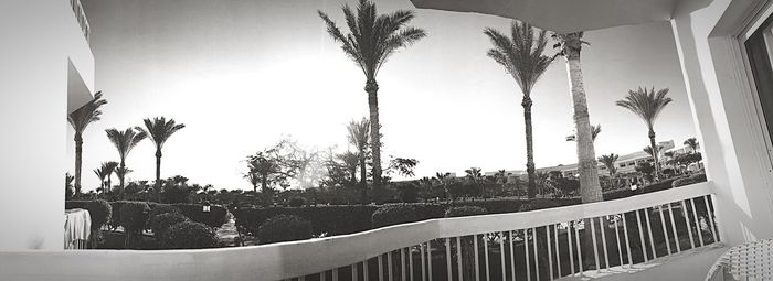 Palm trees against clear sky