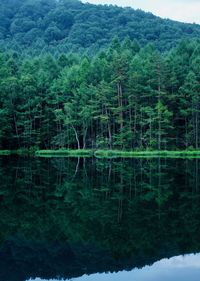 Scenic view of lake in forest
