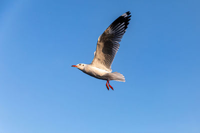 Low angle view of seagull flying in sky