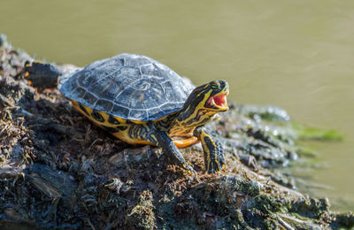 Close-up of turtle on lakeshore