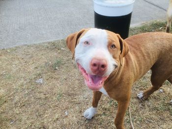 High angle portrait of dog standing outdoors