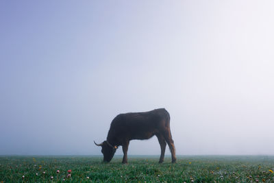 animal