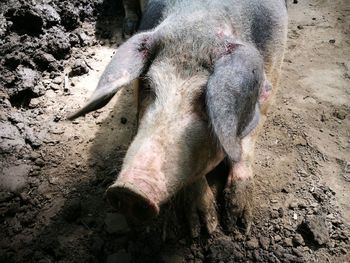 High angle view of pig on field